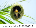 Small photo of Baya weaver bird building nest on palm tree.