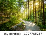 Empty Road through forest with real sun, beautiful summer morning, landscape