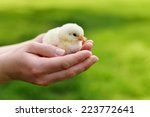 Hands Holding A Baby Chick