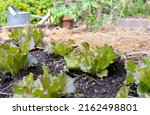 Small photo of young lattuce plant growing in a vegetable garden whose soil has been covered with straw