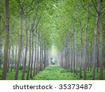 Small photo of Poplar fustigate trees growing in rows, summer season. North Italy, Europe.