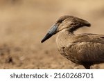Small photo of Close up of a Hammerkop bird