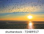 Flock Of Ducks At Sunset Over...
