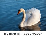Swan in spring, beautiful waterfowl Swan on the lake in the spring, lake or river with a Swan