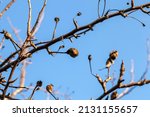 Rotten Pears Hanging On The...