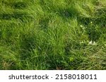 part of the field where green grass grows, green grass growing in the field in the summer or spring season