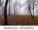 Bare deciduous trees in the autumn season in cloudy foggy weather, tree trunks without foliage in the autumn season