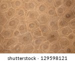 Petoskey Stone With Fossils Of  ...