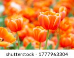 Colorful Orange Tulips Grow And ...