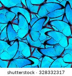 Beautiful Blue Butterfly...