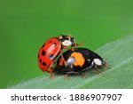 Ladybugs Mate On Weeds  North...