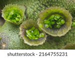 Small photo of Cell bud cup of bryophyte liverwort