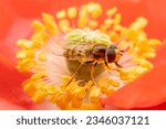 syrphid Sucking nectar on flowers