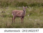 The huemul, a majestic mammal in danger of extinction, is one of the two species of native deer found exclusively in the Patagonian forests. South of Chile.