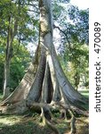 Small photo of large tree root butress in bogor botanical garden java indonesia