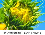 Small photo of An undisguised bright sunflower flower is illuminated by bright morning sunlight on a blue background.