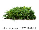 Philodendron xanadu Tropical nature plant isolated backdrop include clipping path on white background.closeup spring botanic decoration floral rain forest plant.