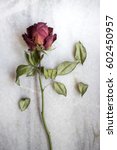 Dried Red Rose On White Marble