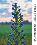 Small photo of Tall Echium Vulgare, or blueweed, with blue blossoms in the rising sun close-up shot. Native to Europe and temperate Asia. Wildlife, sunrises, common meadow plants, vegetational backgrounds.