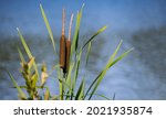 Group Of Cattail Plants With...