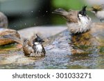 Wild Bird Splashing Water In...