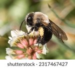 An Andrena Mining Bee pollinating and feeding on a white clover flower. Long Island, New York USA