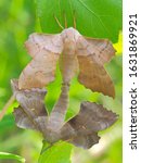 Poplar hawk-moth (Laothoe populi) pair mating on  green leaf