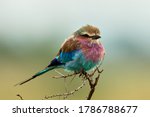 The lilac breasted roller ...