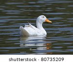 White Duck Swimming In The Lake