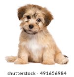 Cute Havanese Puppy Dog Is...