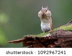 Eastern Chipmunk (Tamias striatus) standing on a mossy log with its cheek pouches full of food - Lambton Shores, Ontario, Canada