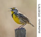 Small photo of Eastern Meadowlark (Sturnella magna) Singing From a Wooden Fence Post - Florida