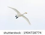Large white bird flying ...