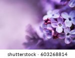 Purple Lilac Flowers Spring...