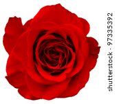 Red Rose Isolated On White...