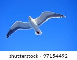 A Seagull Flying In The Blue Sky