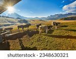 Small photo of cows in high mountain pastures in autumn with rocky mountains with snow and colorful trees plateau of Siusi Alps in Trentino Alto Adige Italy