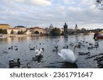 Ducks and swans swim in the Vltava with the Charles Bridge in the background