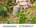 Small photo of watering can for watering flowers and plants in the garden in the hands of the girl. gardening and servility.