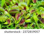 Venus flytrap. carnivorous...