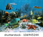 Coral reef with starfish and colorful tropical fish, Caribbean sea