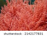 Red alga Harpoon weed, Asparagopsis armata, close-up, underwater in the Atlantic ocean, Spain