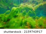 Small photo of Thallus of filamentous algae underwater in the ocean, algal bloom, Eastern Atlantic, Spain, Galicia