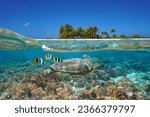 Small photo of Coral reef with sea turtle and fish along tropical island shore in the Pacific ocean, natural scene, split view over and under water surface, French polynesia