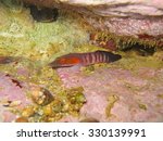 A Connemara clingfish, Lepadogaster candollei, male fish, underwater in the Mediterranean sea, France