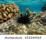 Sea Urchin Echinothrix Diadema  ...