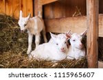 White And Cute Baby Goats In A...