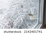 the bird survives the winter.... | Shutterstock . vector #2142401741