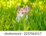 Small photo of A young beauty cat is in the backyard of the house among the bright green grass on a bright sunny summer day. Cute cat. Tricolor pussycat. Lost pets. Homeless animals. Animal care.