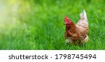 Chicken In Grass On A Farm. Hen ...